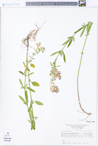 Scutellaria integrifolia var. integrifolia image