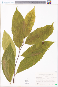 Castanea dentata image