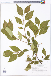 Styrax americanus image