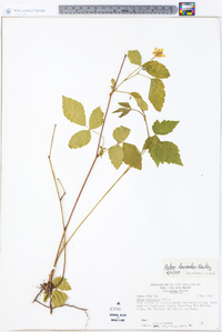 Rubus leviculus image