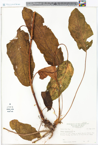 Rumex obtusifolius image