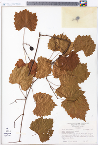 Vitis rotundifolia image