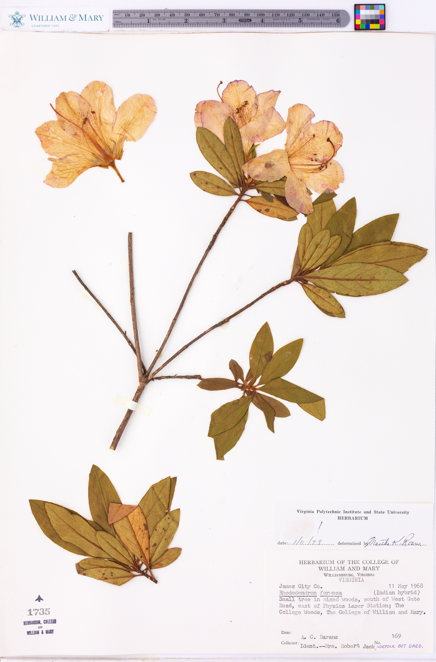 Rhododendron formosum image