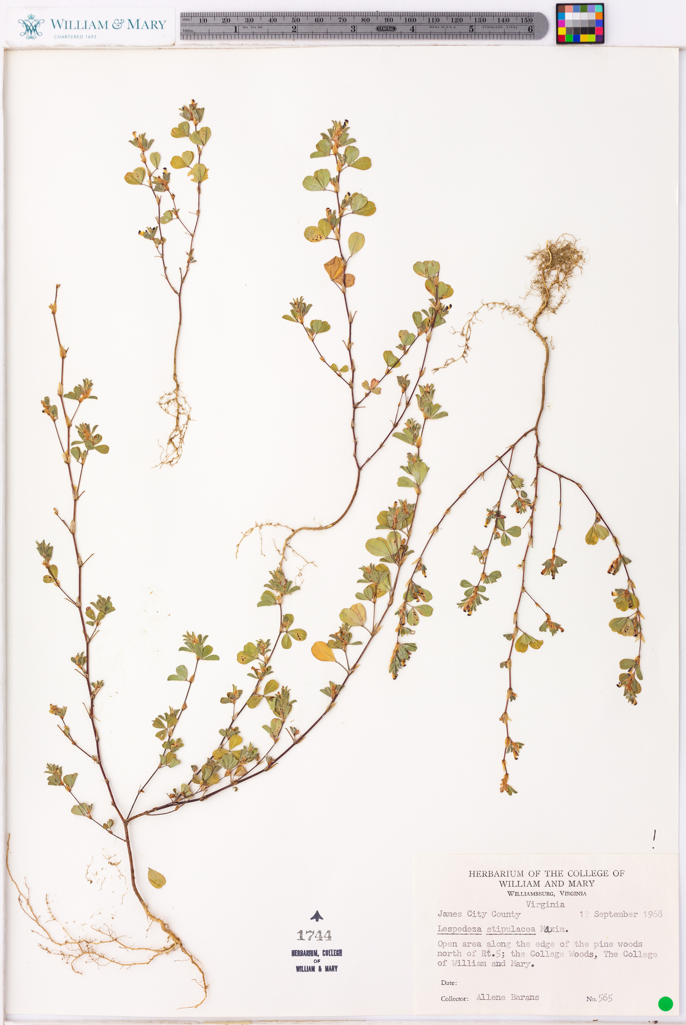 Lespedeza stipulacea image