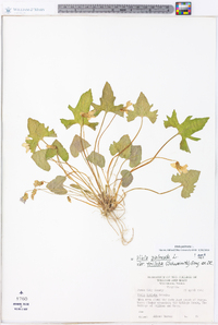 Viola palmata image