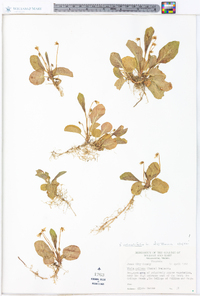 Viola primulifolia image