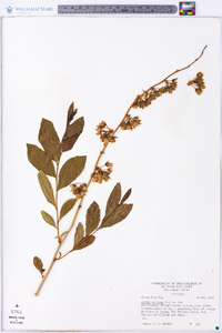 Lyonia mariana image