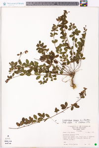 Lespedeza repens image