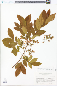 Vaccinium stamineum var. neglectum image