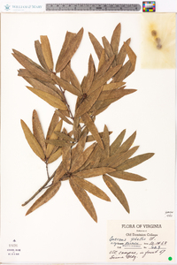 Quercus phellos image