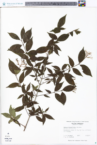 Cornus asperifolia image
