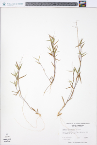 Panicum lancearium image