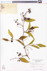 Smilax smallii image