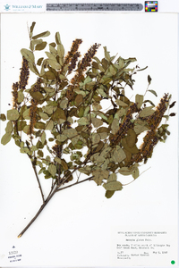 Amorpha glabra image