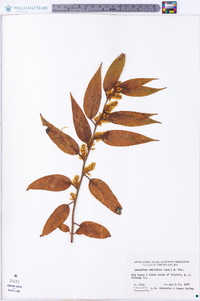 Leucothoe axillaris image