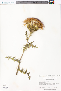 Cirsium pumilum image