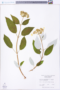 Hydrangea arborescens subsp. radiata image