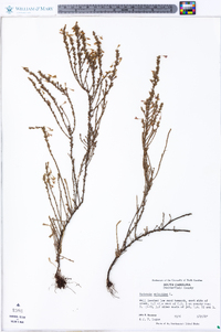 Hudsonia ericoides image