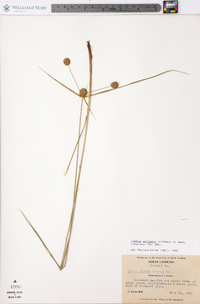 Cyperus echinatus image