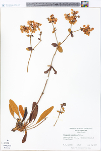 Eriogonum tomentosum image