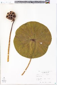 Nelumbo lutea image