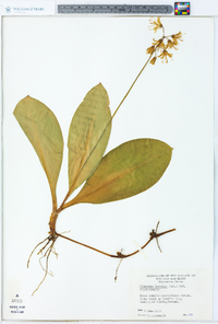 Clintonia borealis image