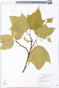 Acer pensylvanicum image