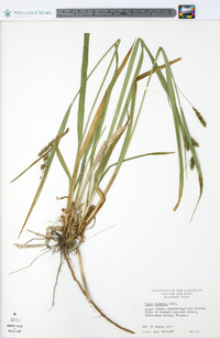 Carex scabrata image