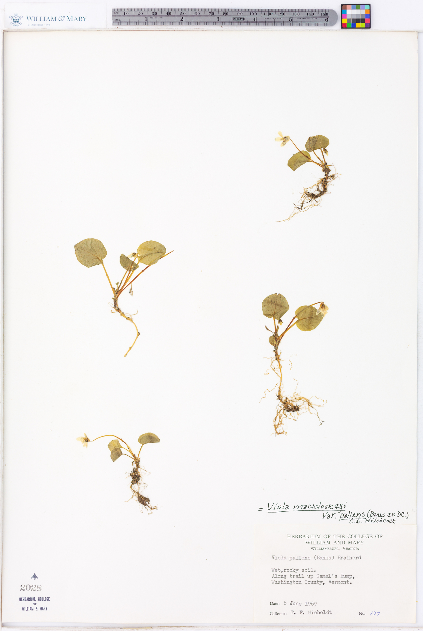 Viola macloskeyi image