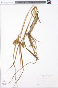 Carex pseudocyperus image