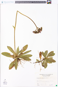 Hieracium aurantiacum image