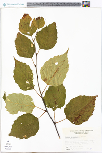 Betula papyrifera image