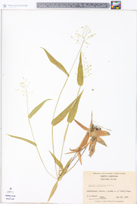 Panicum commutatum image