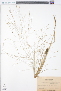 Eragrostis refracta image