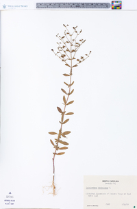 Trichostema dichotomum image