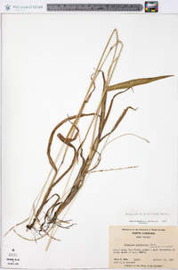 Paspalum setaceum var. ciliatifolium image