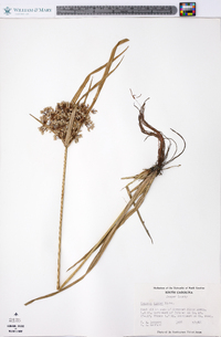 Cyperus virens image