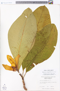 Magnolia tripetala image