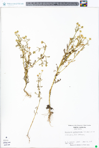 Matricaria discoidea image