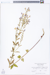 Scutellaria integrifolia var. hispida image