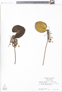 Nymphoides aquatica image