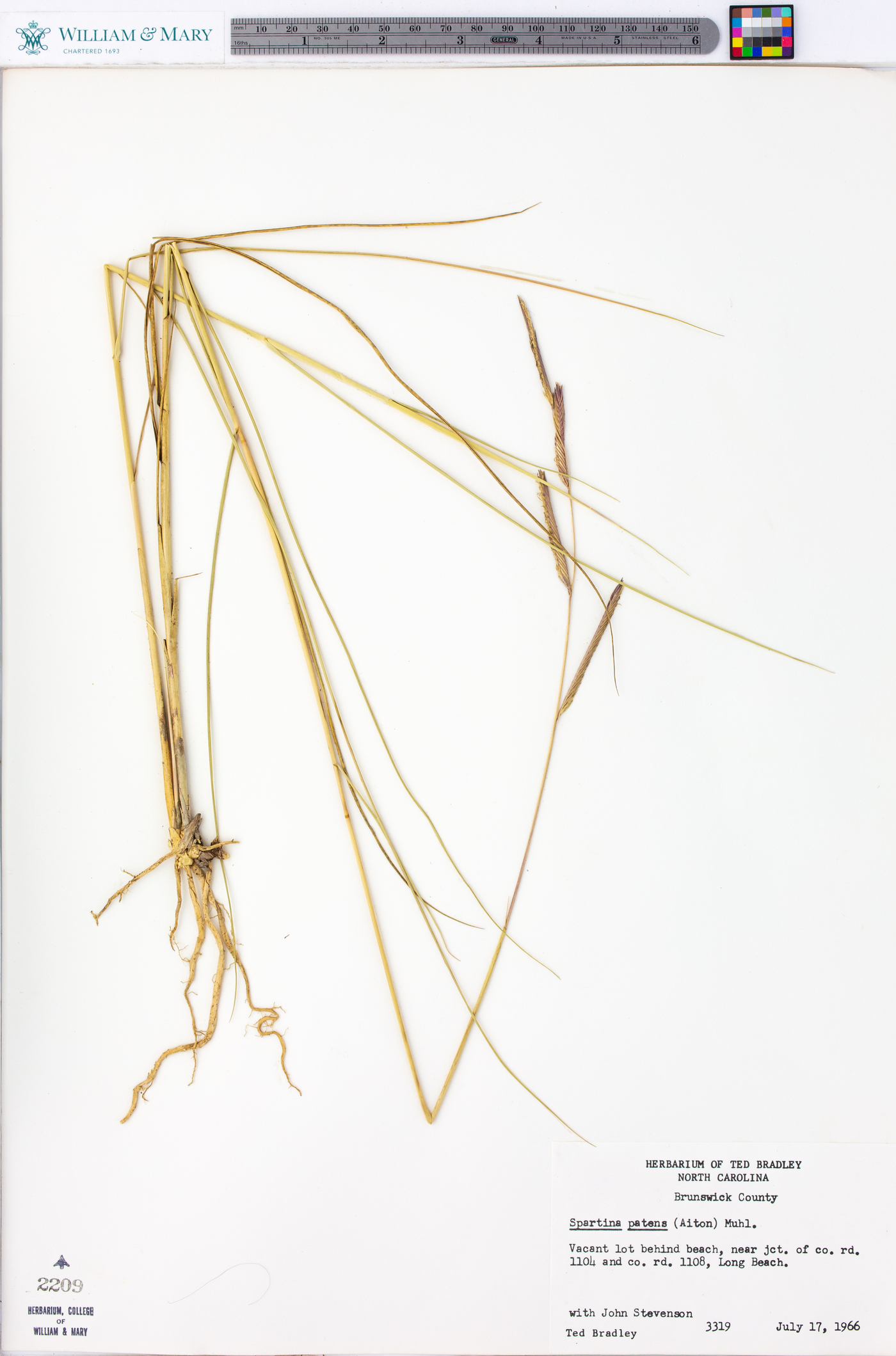 Spartina patens image