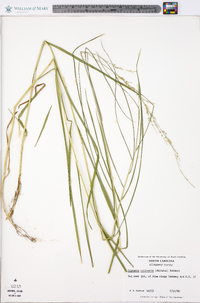 Glyceria melicaria image