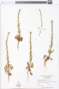 Lepidium campestre image