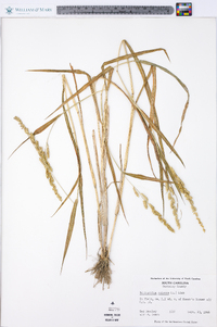 Echinochloa colona image