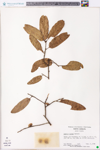 Quercus incana image