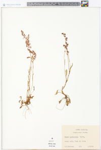 Rumex hastatulus image