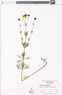 Coreopsis verticillata image