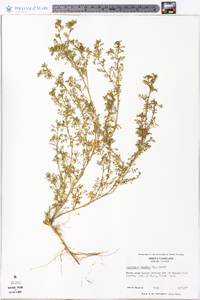 Lepidium didymum image