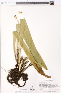 Carex fraseriana image